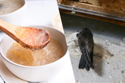 5 Fakta Menarik Tentang Sarang Burung | BaiZiGui