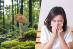 Hidung Sensitif? Cubalah Cendawan Susu Harimau! | Bai Zi Gui