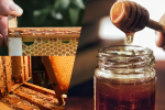 Adakah Propolis dan Madu Sama? | Bai Zi Gui