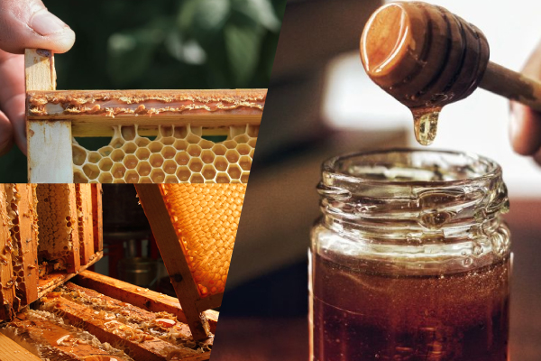 Adakah Propolis dan Madu Sama? | Bai Zi Gui