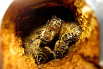 Bolehkah Pesakit Diabetes Mengambil Propolis? | Bai Zi Gui