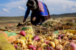 Can Too Much Maca Booster Be Harmful? | Bai Zi Gui