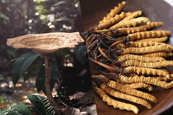 Panduan Kesihatan Pernafasan: Mengapa TruHerbs Tiger Milk Mushroom Sclerotia Lebih Menonjol Dalam Perbandingan