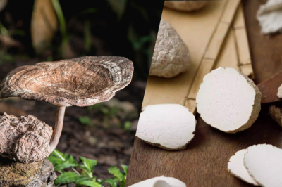 Adakah Cendawan Susu Harimau Mempunyai Asas Saintifik? | Bai Zi Gui
