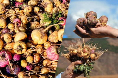 Maca Booster: Serbuk, Kapsul, dan Cecair - Yang Mana Terbaik?