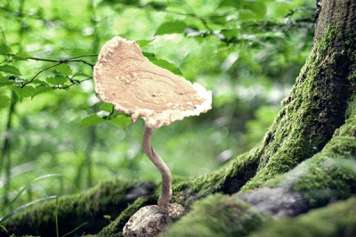 Tiger Milk Mushroom | Penyelesaian Semula Jadi untuk Batuk Kronik?