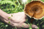 Tiger Milk Mushroom: A Treasure for Lung Health and Immune Regulation | BaiZiGui