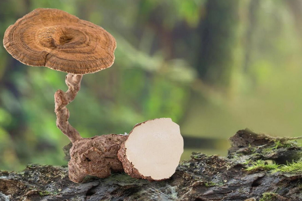 虎乳灵芝：东南亚珍贵的药用真菌及其强大的健康益处