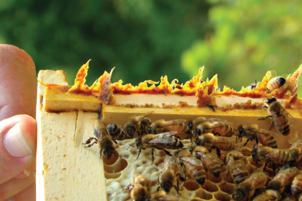 探秘自然界的“无菌奇迹”：Propolis 蜂胶如何在高压力时代重启您的自愈力？