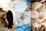 What Is the Shelf Life of a Bird's Nest? I BaiZiGui