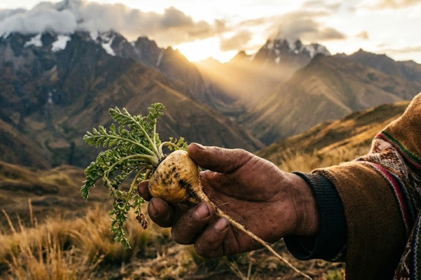Why Do Men Over 30 Always Feel "Powerless"? Reveal How Peruvian Treasure Maca Helps You Regain the Fighting Power of a 20-Year-Old