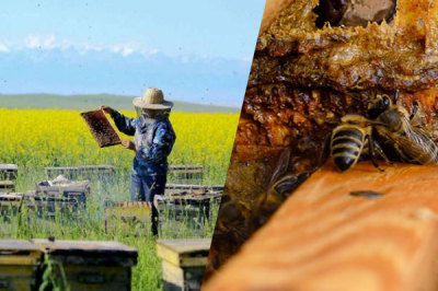Mengapa Propolis Dikenali Sebagai Antibiotik Semulajadi? I  Bai Zi Gui